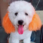 💕Non-Toxic Semi-Permanent Pet Hair Dye